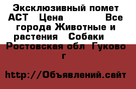 Эксклюзивный помет АСТ › Цена ­ 30 000 - Все города Животные и растения » Собаки   . Ростовская обл.,Гуково г.